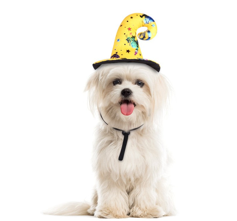 Adorable dog in Halloween pet costume,