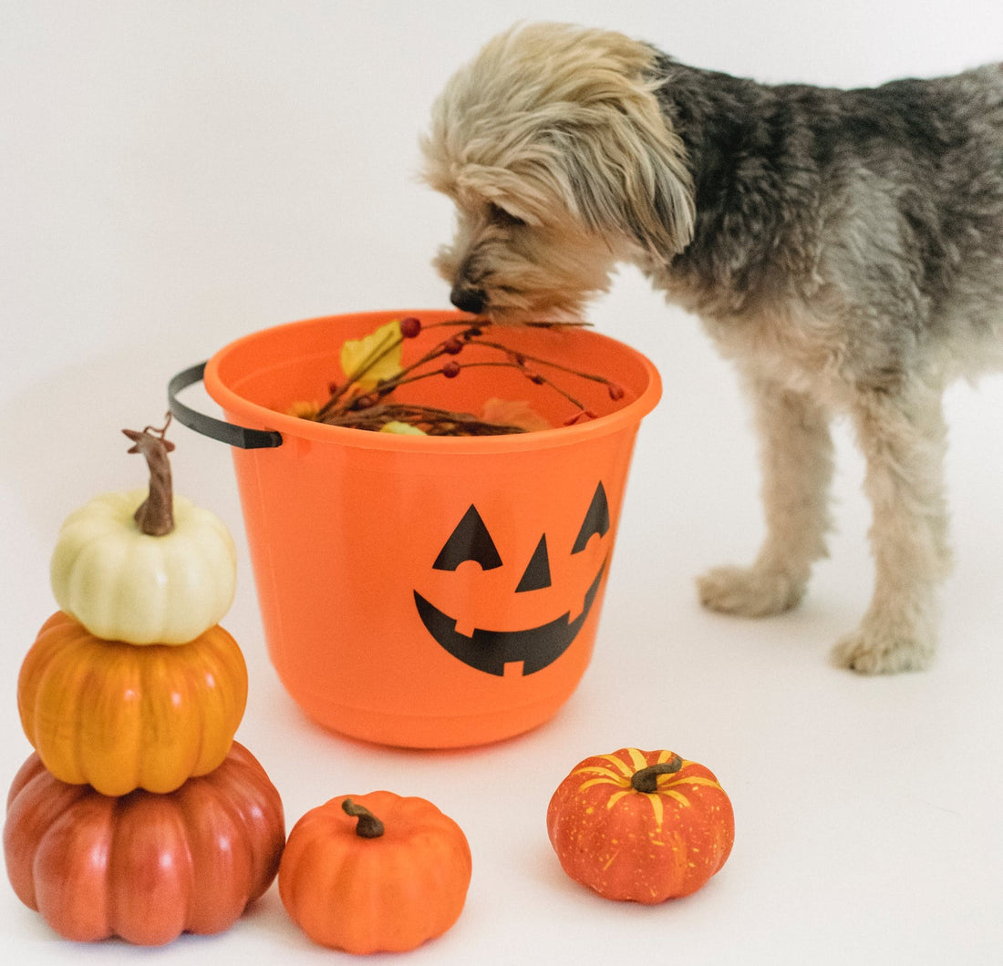 The Do's and Don'ts of Pet Trick-or-Treating: A Guide for a Safe and Stylish Halloween