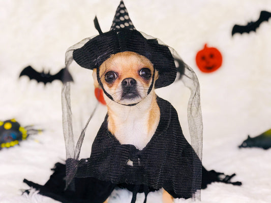 The Fascinating History of Dressing Pets for Halloween