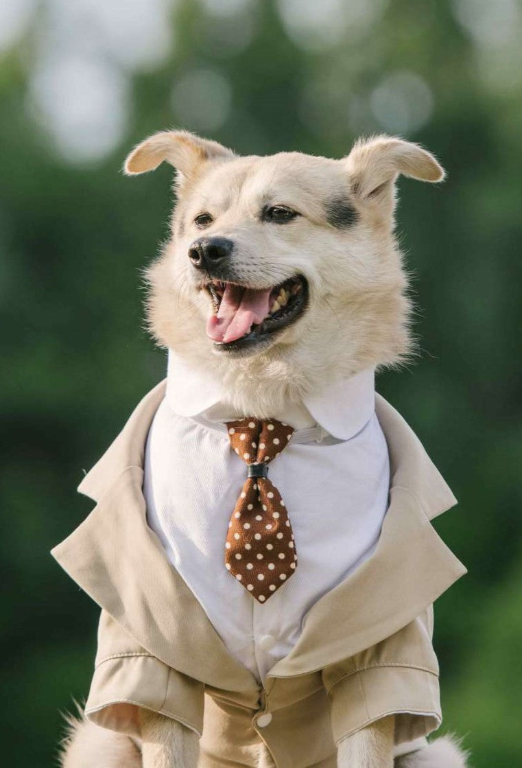 Elegant Dog Dress Tuxedo - New