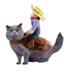 Cat dressed in Halloween Cowboy Outfit