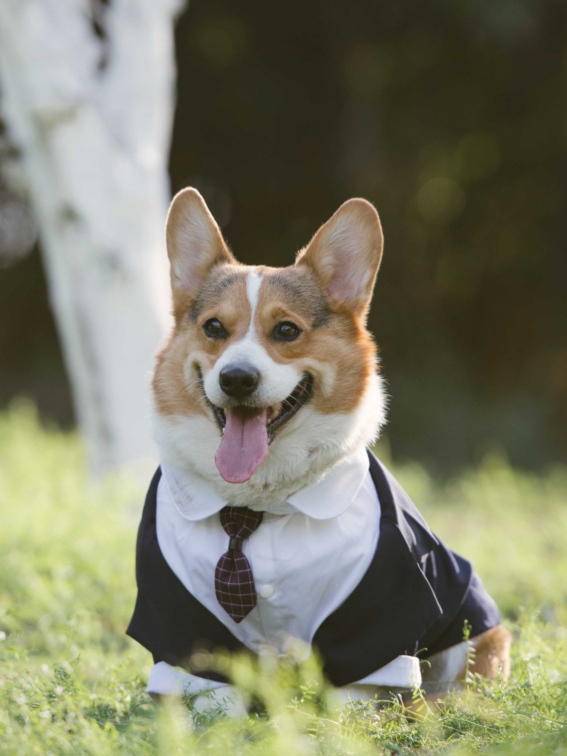 Elegant Dog Dress Tuxedo - New