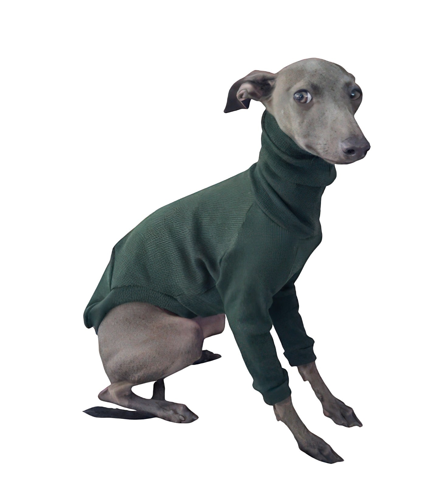 Fashion-forward dog wearing a comfortable lightweight turtleneck sweater