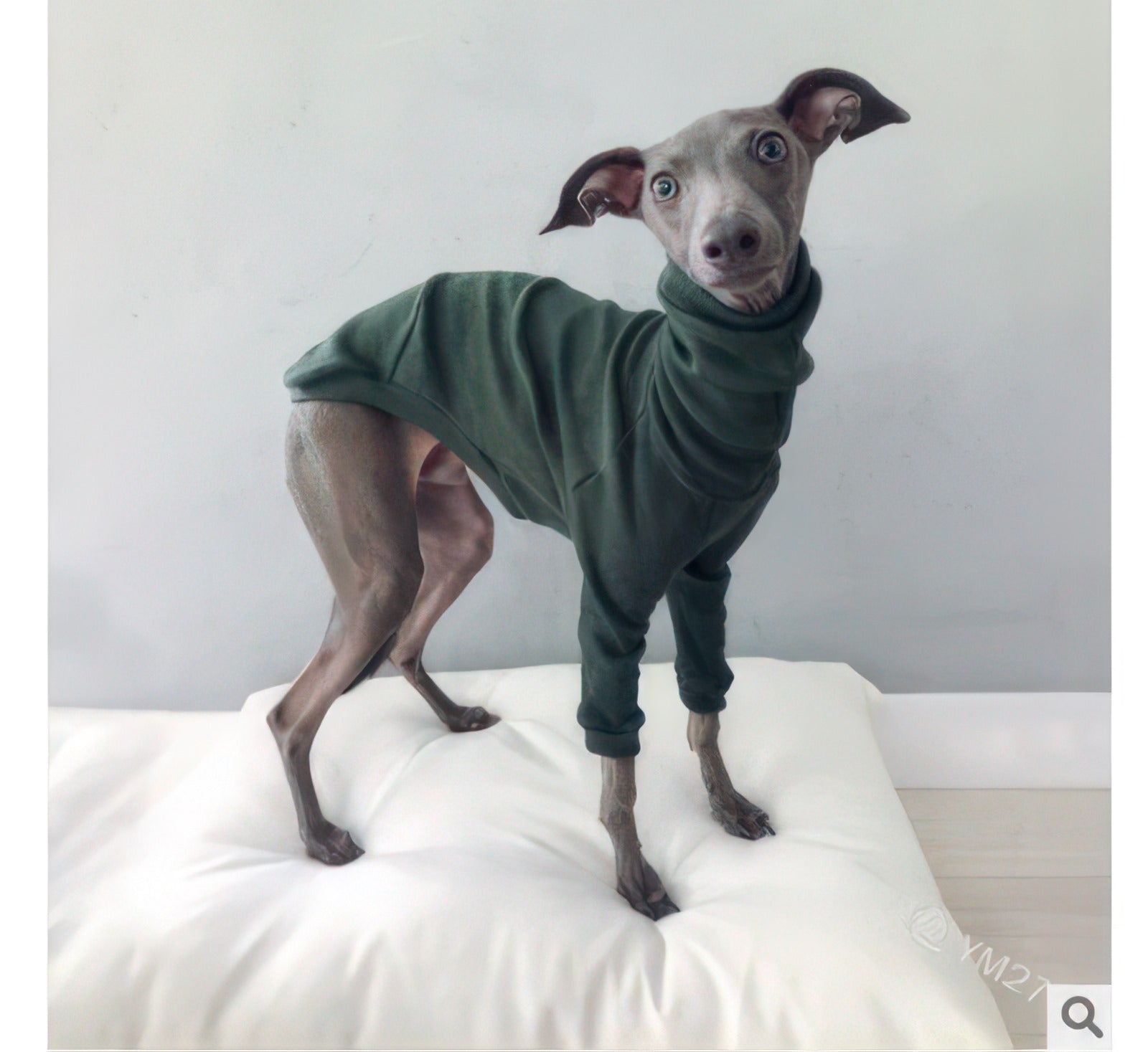 Adorable puppy sporting a trendy dog turtleneck for the winter season