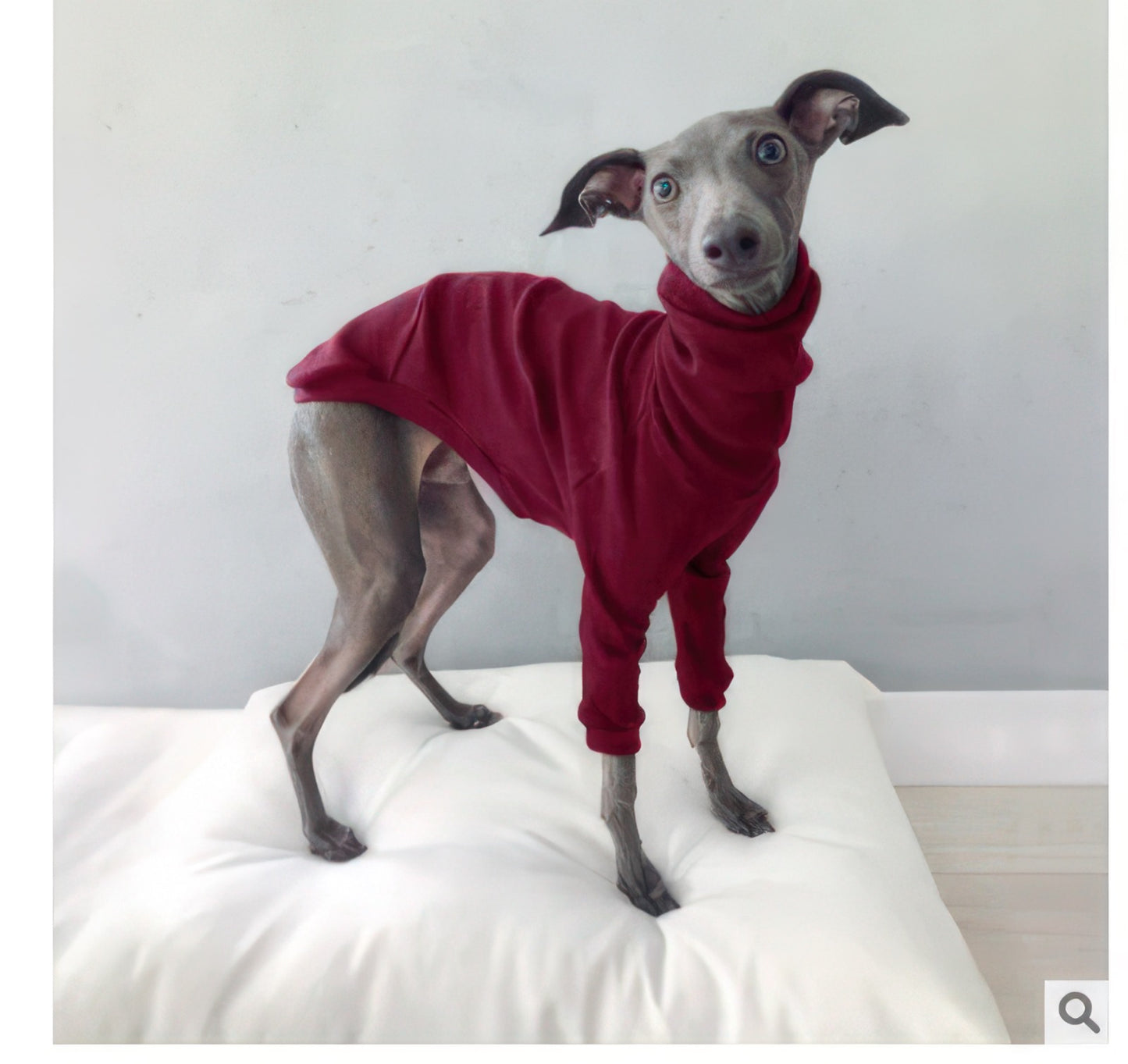 Various sizes of stretchy dog clothes displayed on different dog breeds