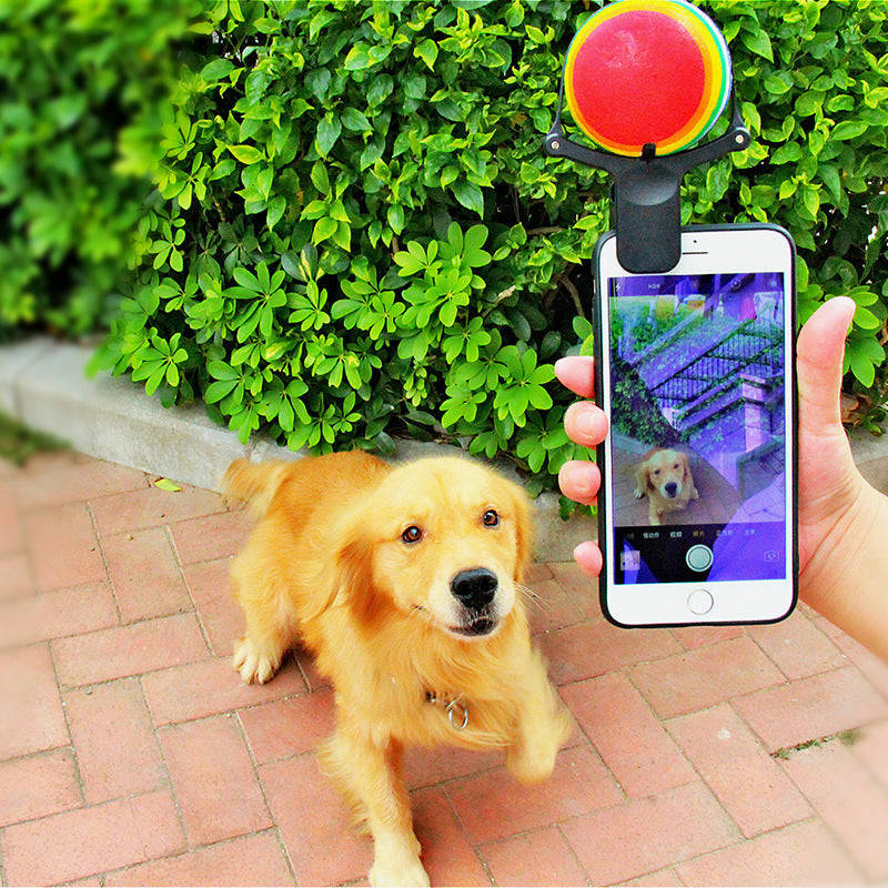 Dog engaging with squeaky ball from dog Selfie