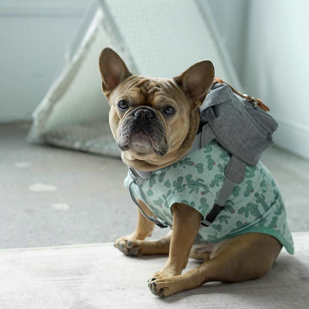 Monochrome Dog Backpack